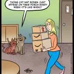 250815-Magic-Catnap-Boxes.jpg