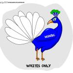 MSNBC-Whites-Only