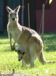 Australian Animals from Hell