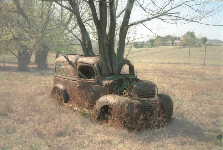 Old car with tree growing through it
