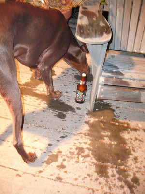 Hound laps up Truck Spills 