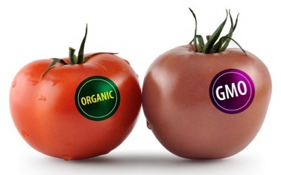 tomato gmo