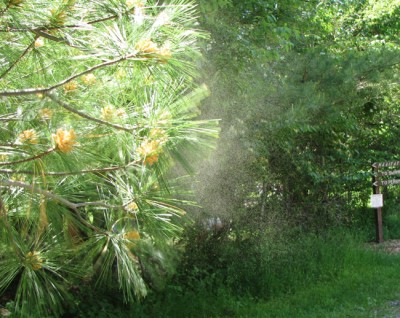 Pine tree pollen. Photo by Beatriz Moisset, Wikimedia Commons. Pine tree pollen - lewd and disgusting
