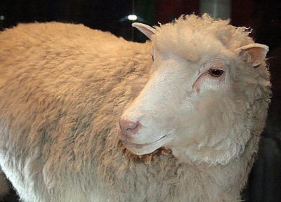 Dolly the sheep clone