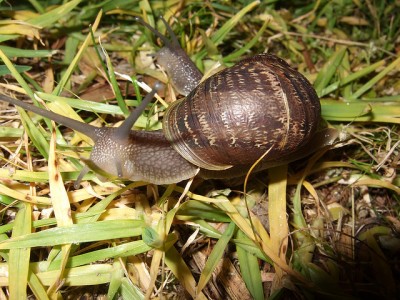 Snail Strategy Appeals to Mitt Romney