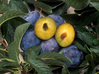 GMO plum pox resistant fruit