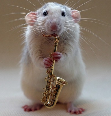 National Rat Association, NRA, likes sax.