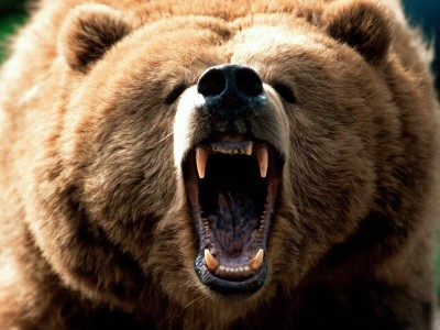 grizzly bear