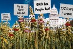 It’s Alive! GMO Wheat Stage Million Grain March on Capitol