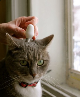 Weird trick, cat with light bulb