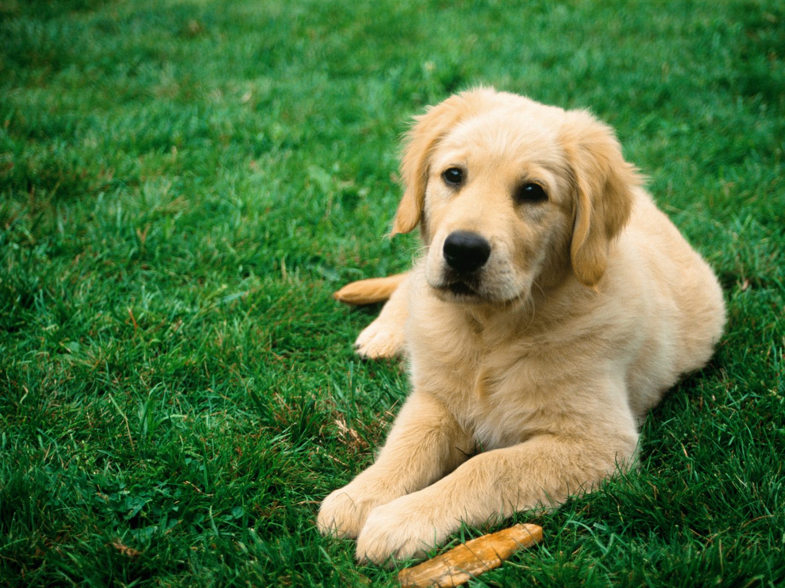 Former Porn Star Dog to Write Memoirs - Lee Mays, Humor Times