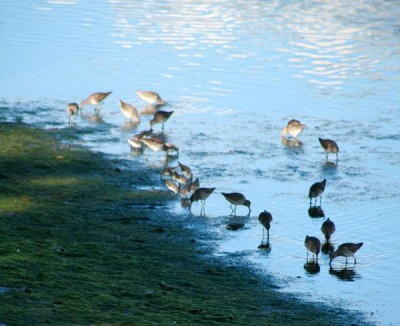 Special effects, Ballona wetlands