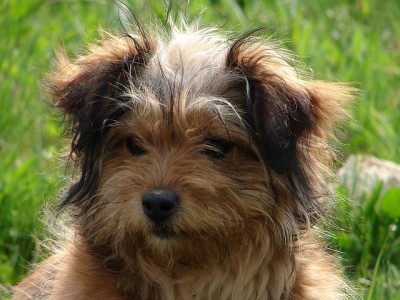 Neutering Advocate Neuters Self