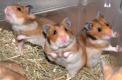 Cruelty-Free pet food, hamsters