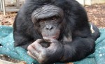 Kanzi, World’s Smartest Ape, Still Not Making Headway on Whole Poo Eating Thing