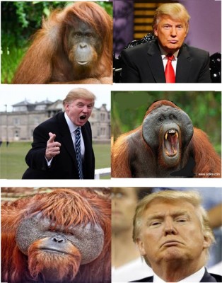 Bill Maher, Donald Trump, Orangutan