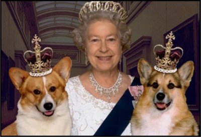 Queen Corgis