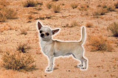 God Chihuahua