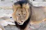 Exclusive! Jericho, Brother of Cecil the Lion, Tells All!