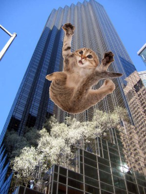 Trump Tower kitten