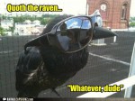 And Quoth The Raven ‘Gimmee S’mores’