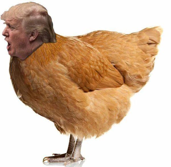 chicken Trump, headlines today