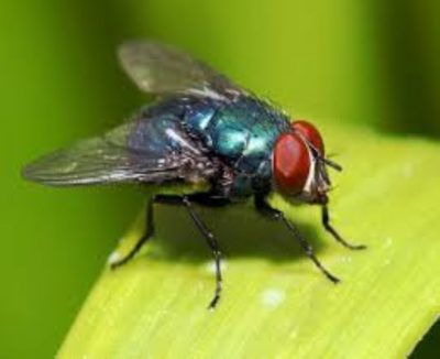 Trump fly