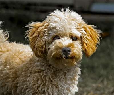 Marketing study: Doodle, a Poodle guard dog