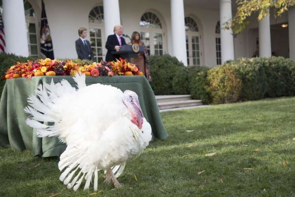 headlines today, drumstick the turkey