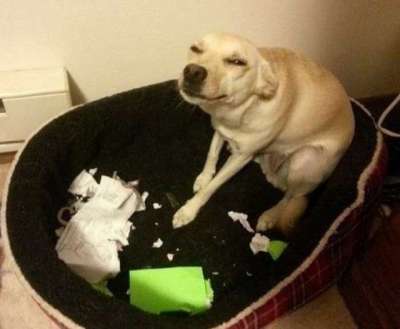 dog ate homework syllabus