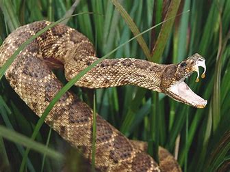 bite rattlesnake symptoms diamondback snakes force air venom treatment timeline if fable recovery bitten signs