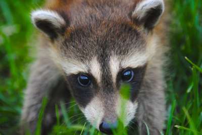 Strange Creatures animal raccoon