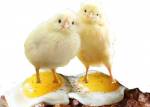 Chicken or the Egg: Two Chickens Sunny Side Up