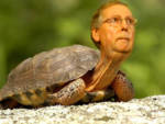 Senator McConnell Falls, Breaks Flipper