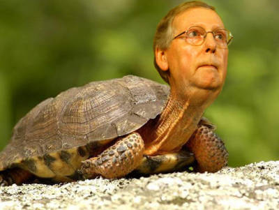 Mitch McConnell turtle, flipper