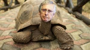 Mitch McConnell turtle