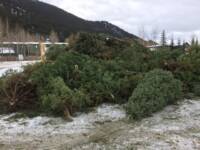 Mass Grave of Mysteriously Destroyed Evergreen Trees Found