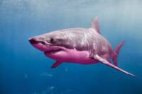 Great Black Shark Union Files Discrimination Suit Against News Outlets