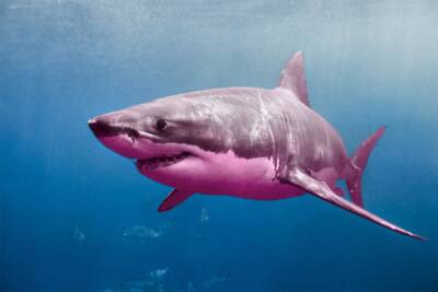 discrimination suit, Great Pink Shark