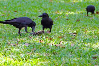 crows animal rights