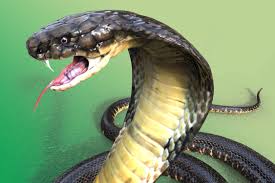 snake
