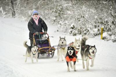 sled dog musher