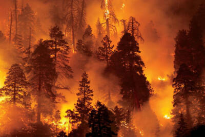 forest fire, wildfire