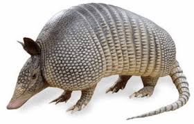 armadillo