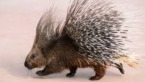 porcupine