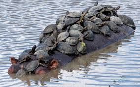 Turtle Family Reunion