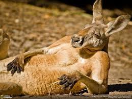 Kangaroo pose