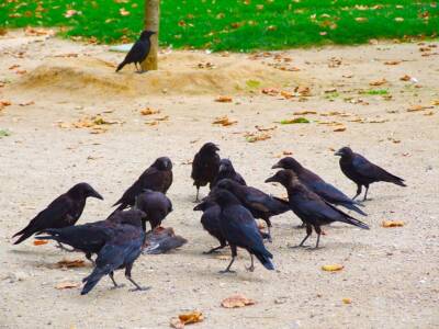 murder of crows
