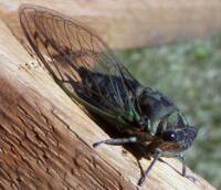 Yes, We Want No Cicadas