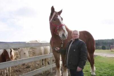 World’s tallest horse, Big Jake